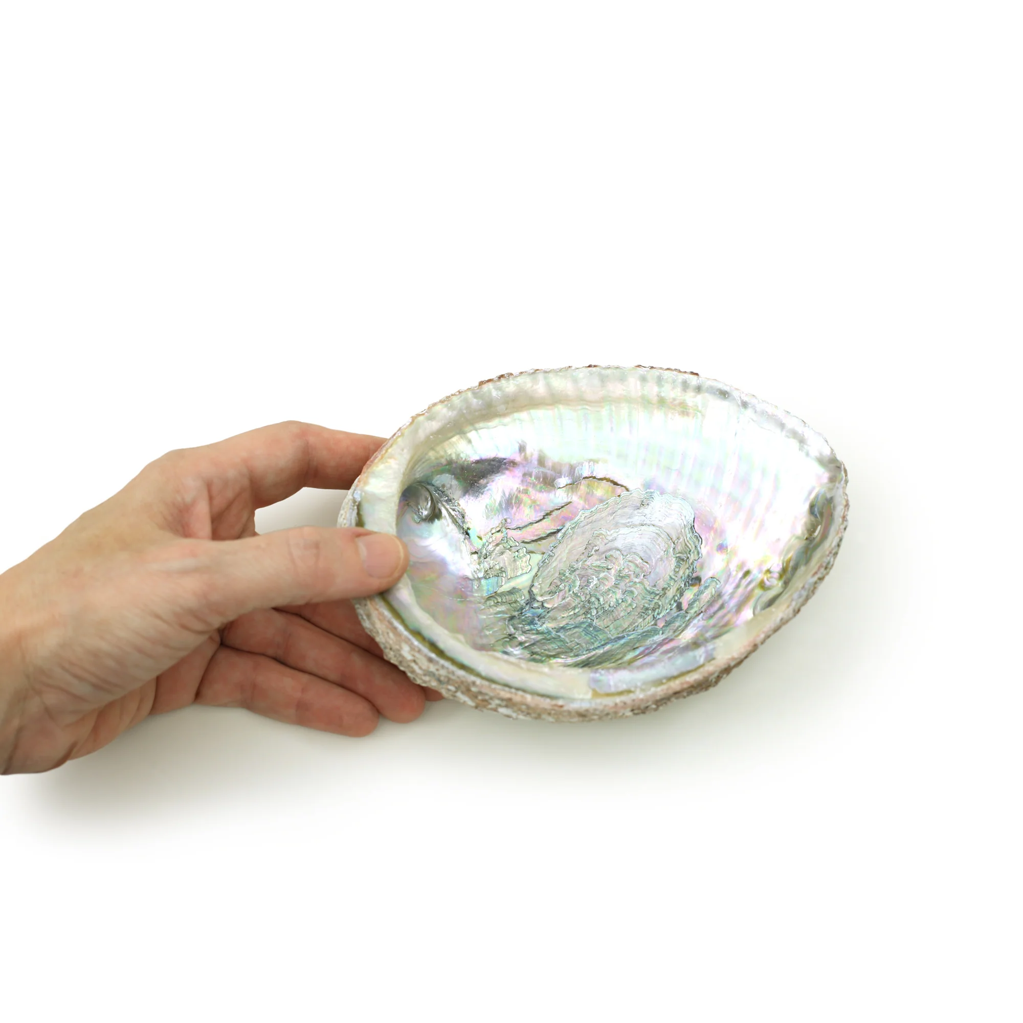 Burner - Abalone shell - Large 5"-6.5" - Image 2