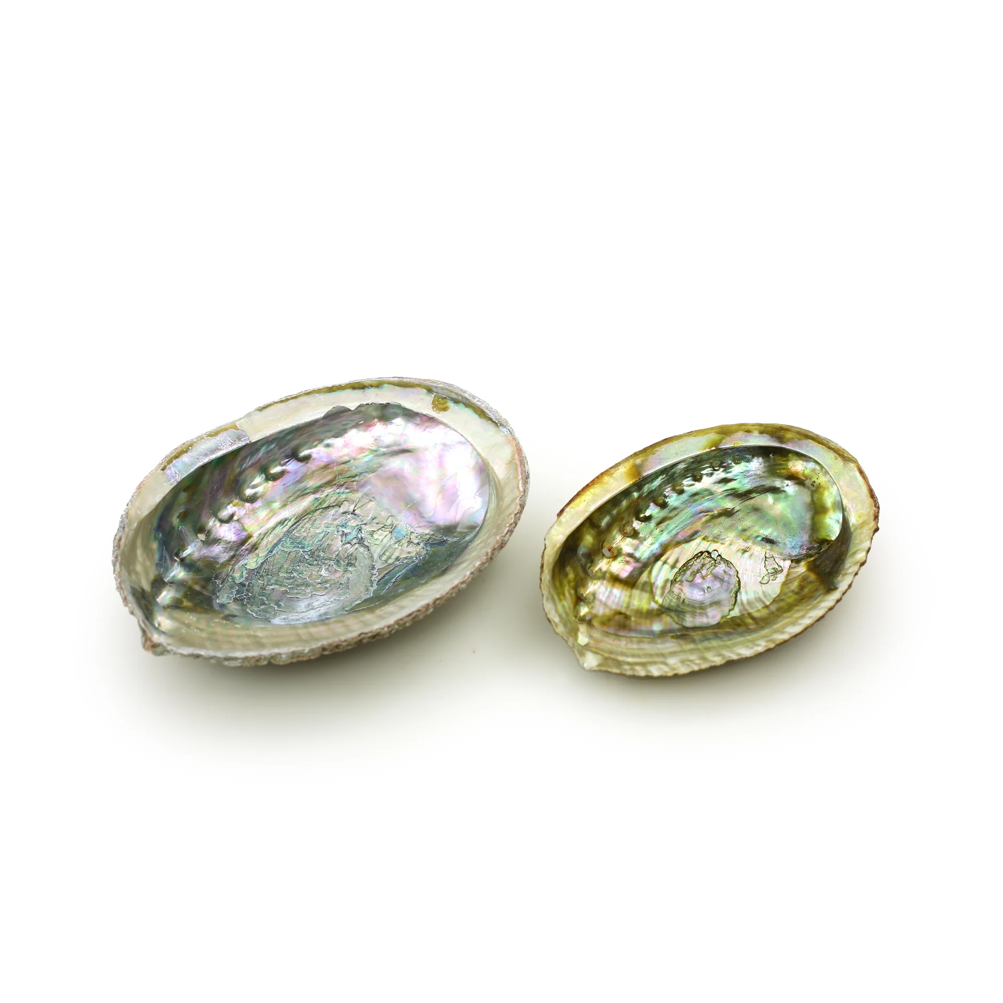 Burner - Abalone shell - Large 5"-6.5" - Image 3