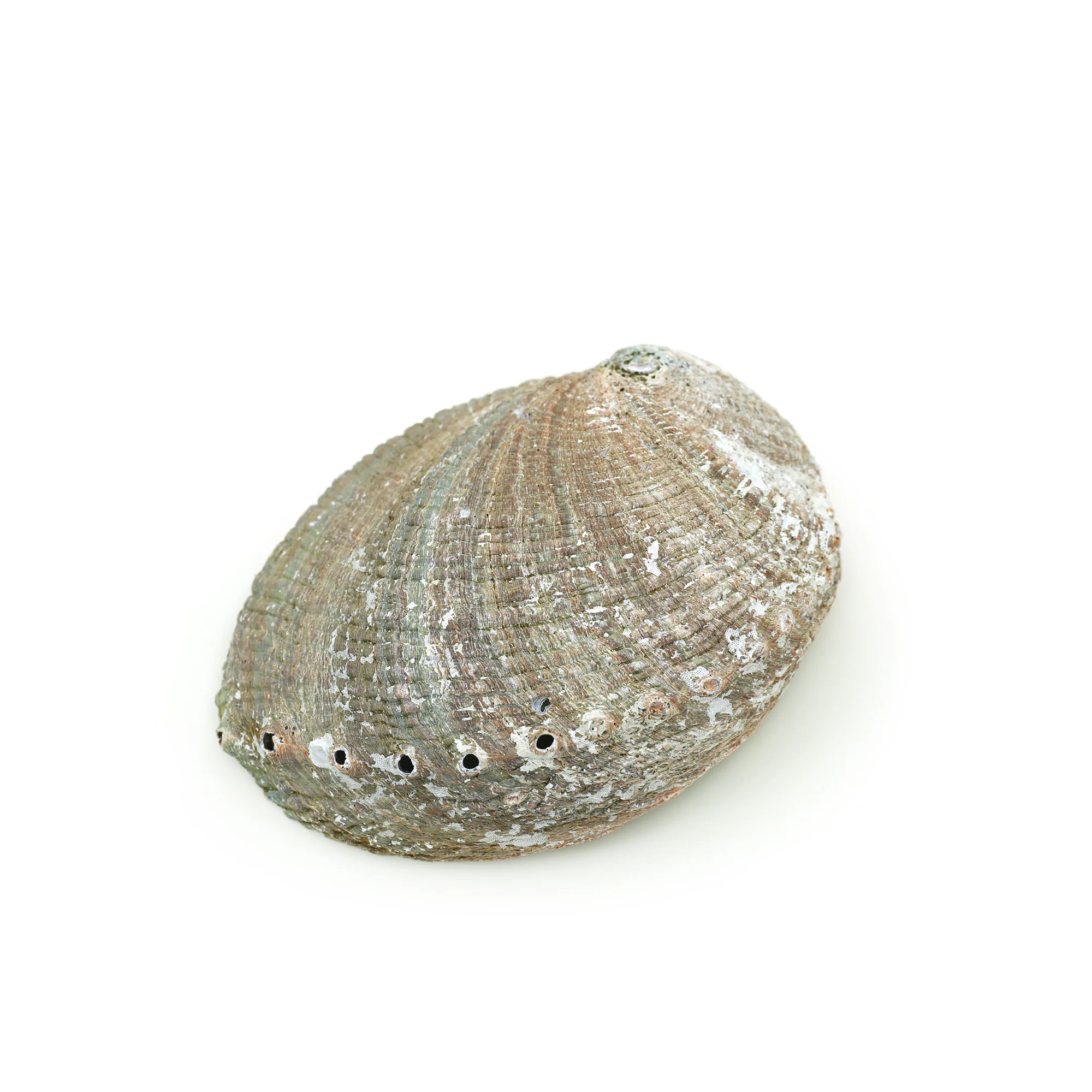 Burner - Abalone shell - Large 5"-6.5" - Image 4