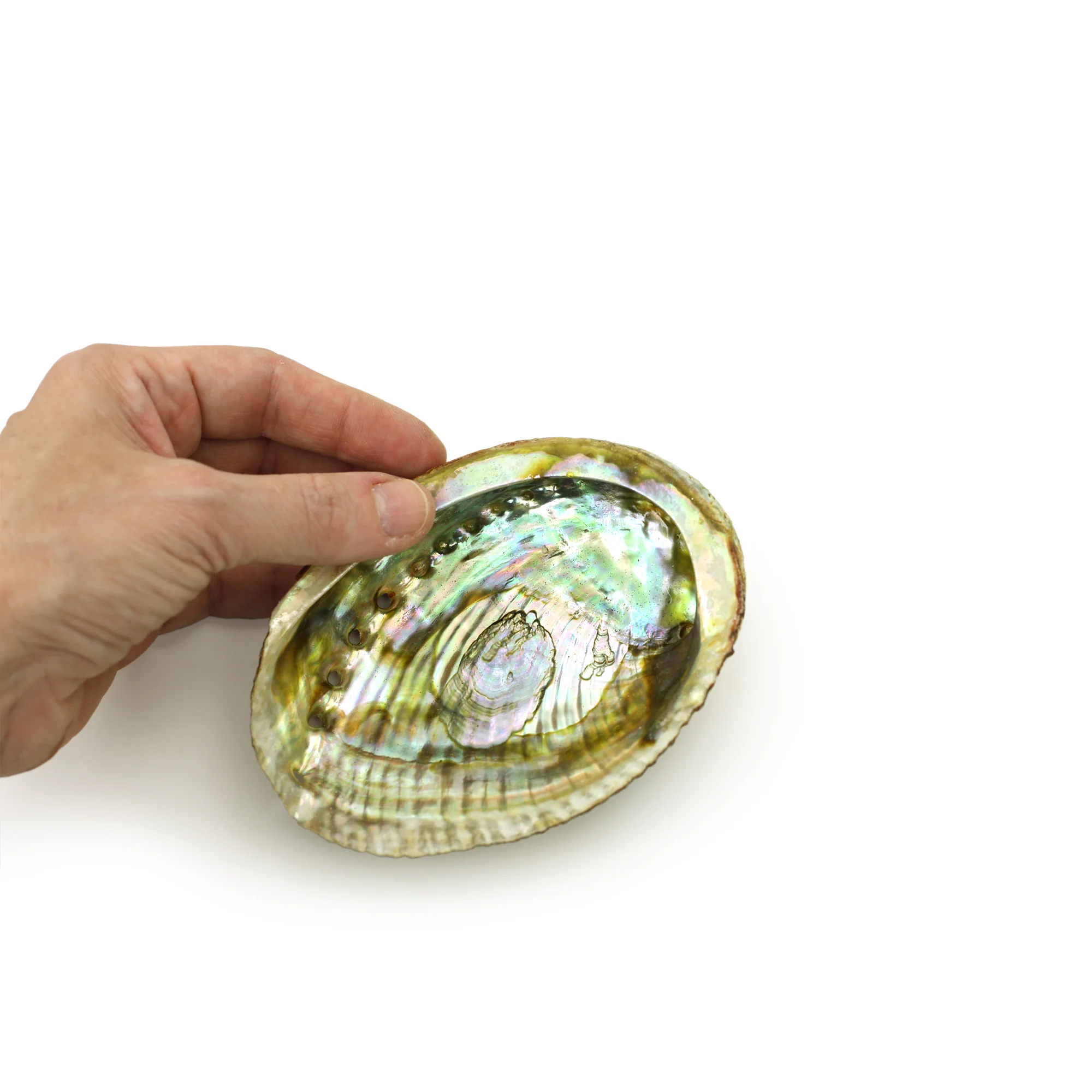 Burner - Abalone Shell - Medium 3.75"-5" - Image 2